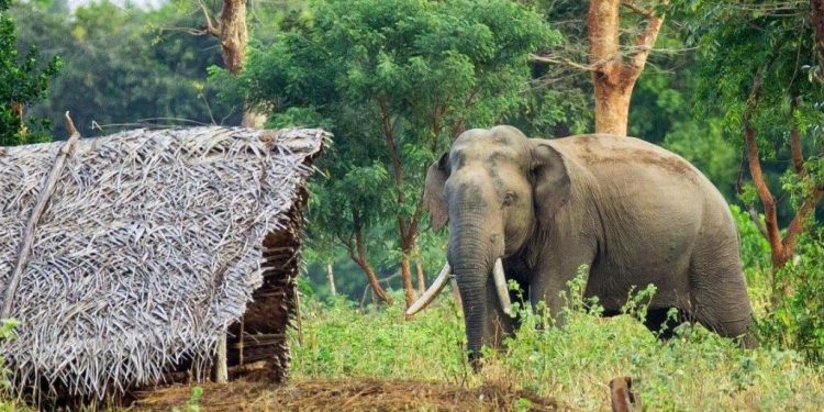 हात्ती घरैमै पसेर आक्रमण गर्दा श्रीमतीको मृत्यु, श्रीमान् घाईते