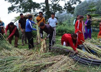 आफ्नाे तलब खर्च गरेर नगर उपप्रमुखले बाँडे निःशुल्क घाँसको बिरुवा