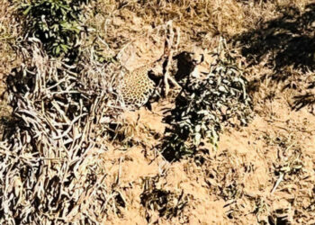 बैतडीमा पासो चुँडालेर चितुवा भागेपछि स्थानीय त्रसित