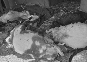 अछाममा खोरभित्रै बाघ पस्यो, ७ बाख्रा मार्यो
