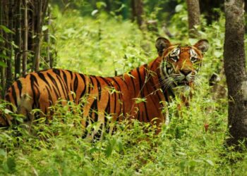 आज बाघ गणना सार्वजनिक गरिँदै, सङ्ख्या बढ्ने सक्ने