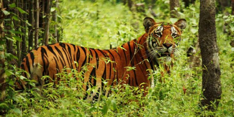 आज बाघ गणना सार्वजनिक गरिँदै, सङ्ख्या बढ्ने सक्ने