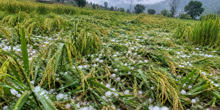 डोटीमा असिनाले धानबाली सखाप, २ हजार रोपनीभन्दा बढीमा क्षति